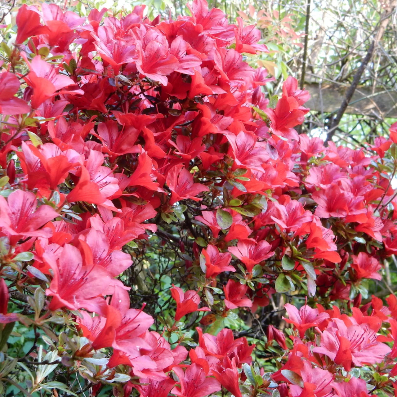 Azalea Black Hawk